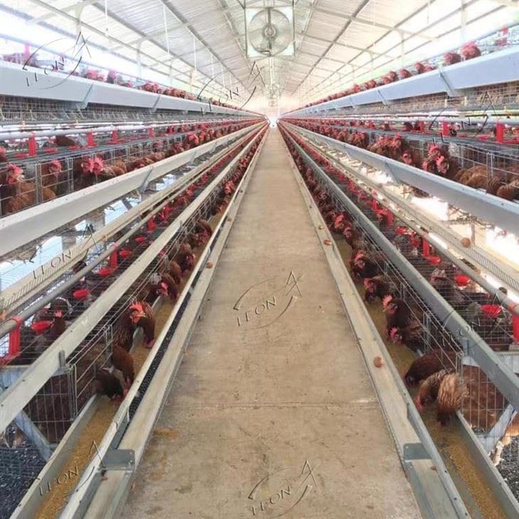 Automatic A Type Layer Chicken Cage