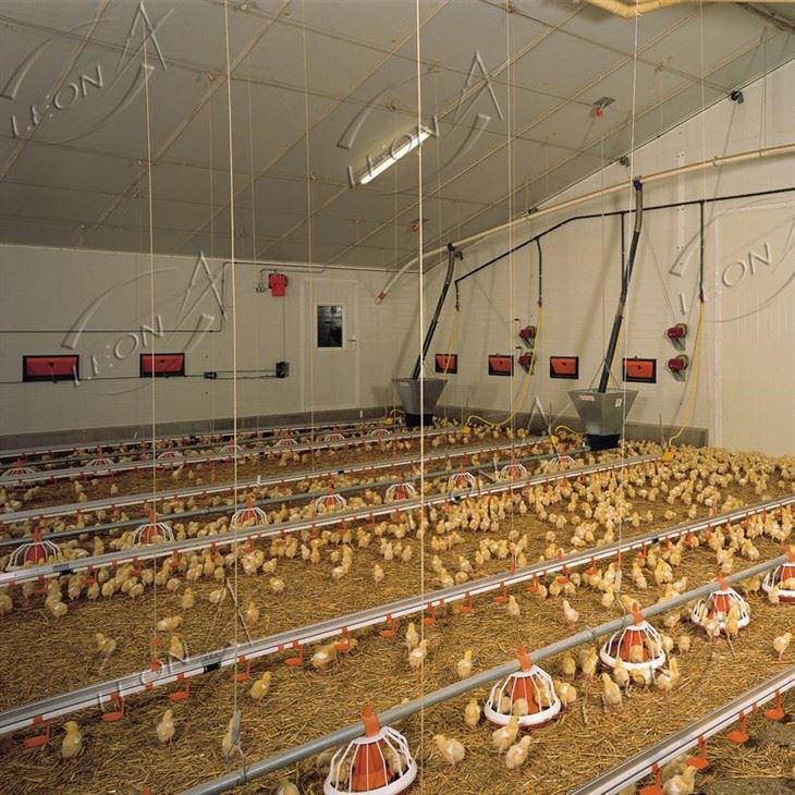 Broiler poultry equipment