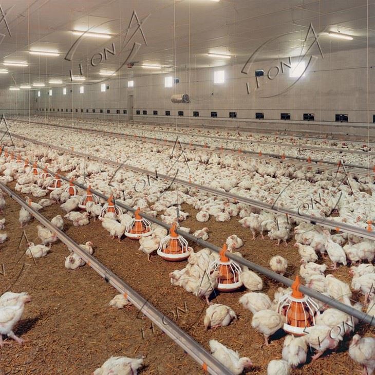 Broiler farm