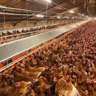 layer chicken farm layer chicken farm